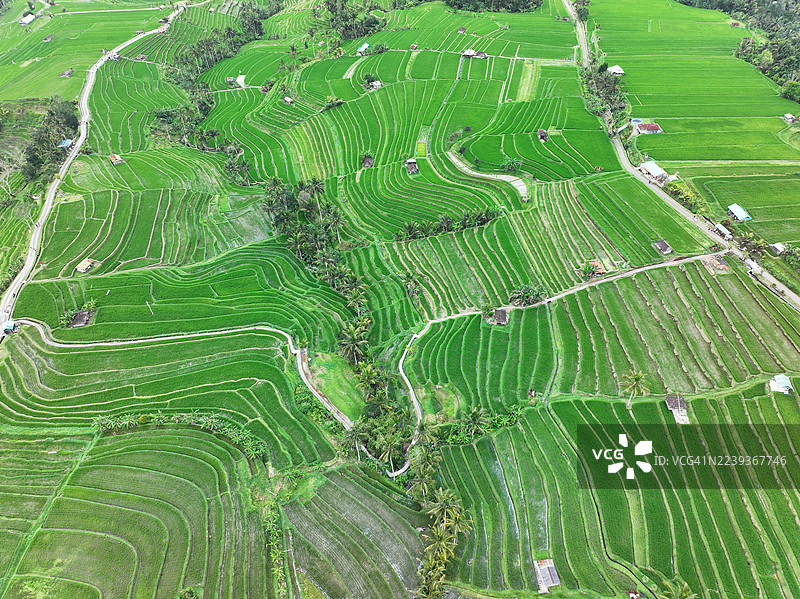 印尼巴厘岛塔巴南 Jatiluwih 梯田图片素材