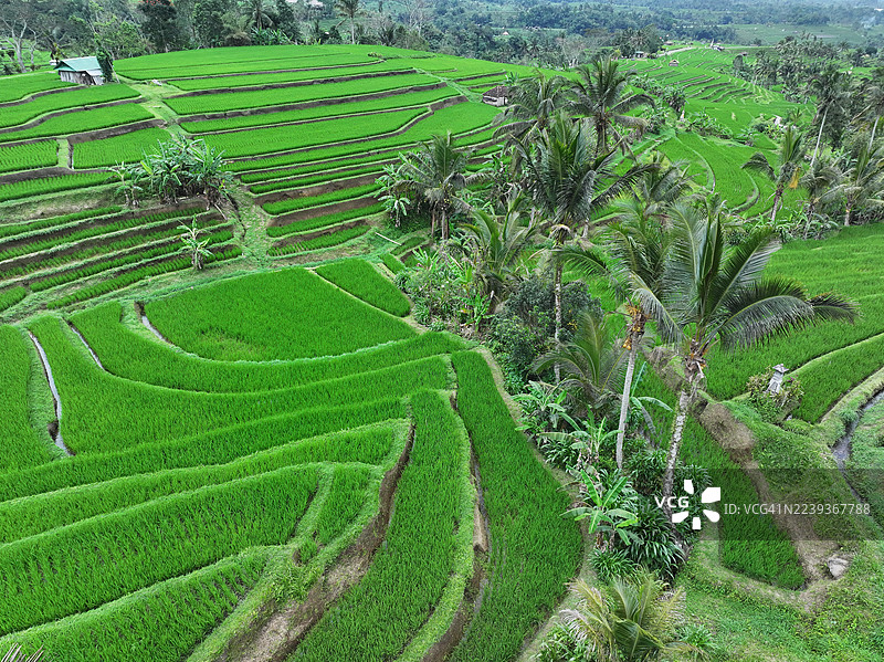 印尼巴厘岛塔巴南 Jatiluwih 稻田梯田图片素材
