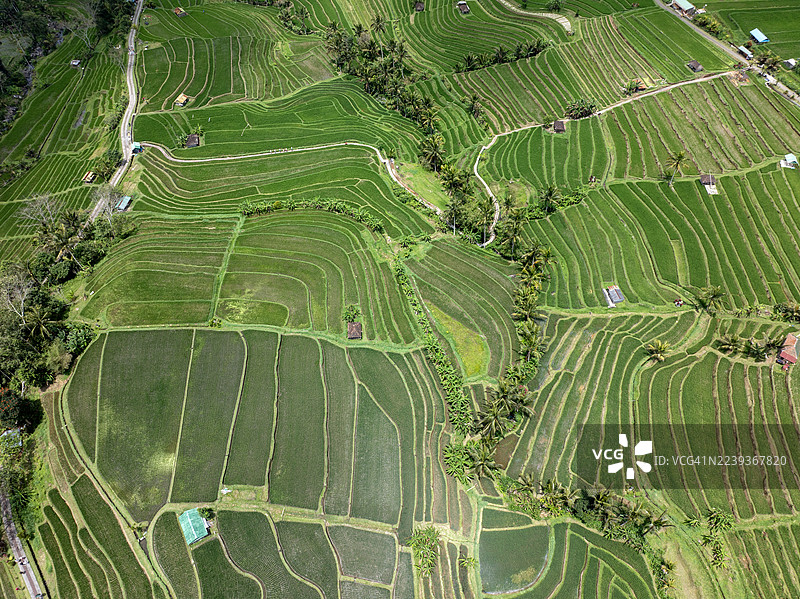 印尼巴厘岛塔巴南 Jatiluwih 梯田图片素材