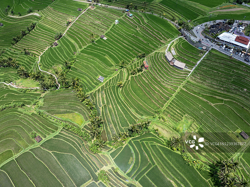 印尼巴厘岛塔巴南 jatiluwih 梯田图片素材