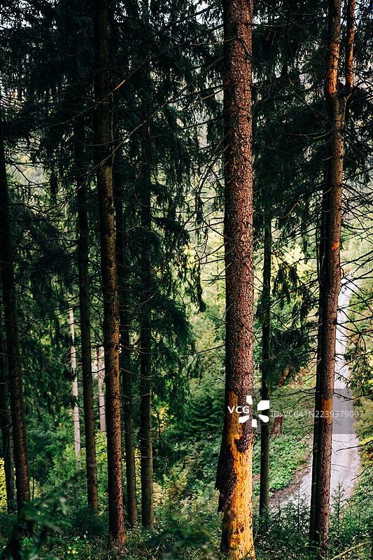 高耸的松树林营造出宁静的绿色林地景象图片素材