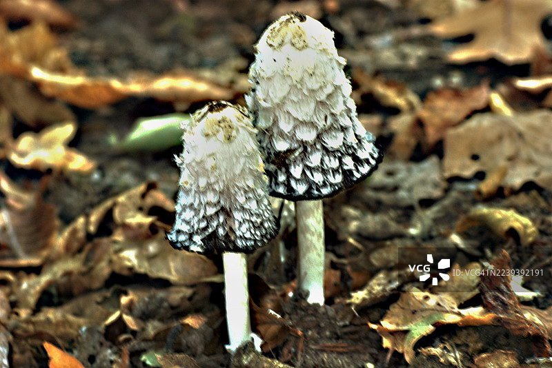 毛头鬼伞图片素材