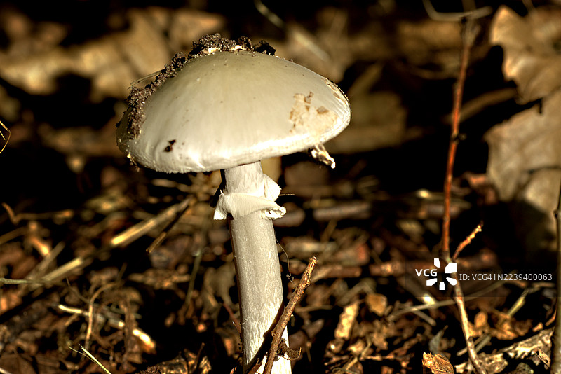 In the dark forest图片素材