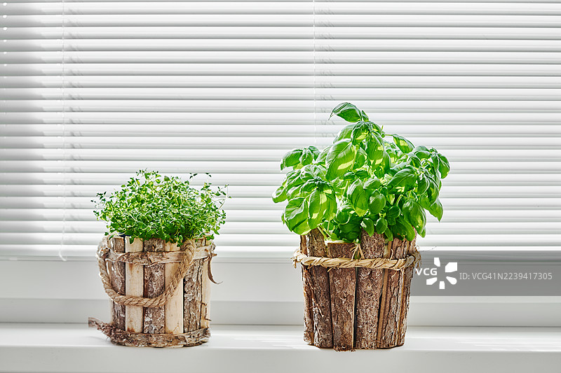 窗台上乡村风格的花盆里生长着新鲜的香草图片素材