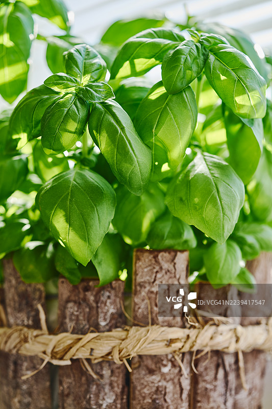 质朴的花盆里生长着新鲜的绿色罗勒图片素材