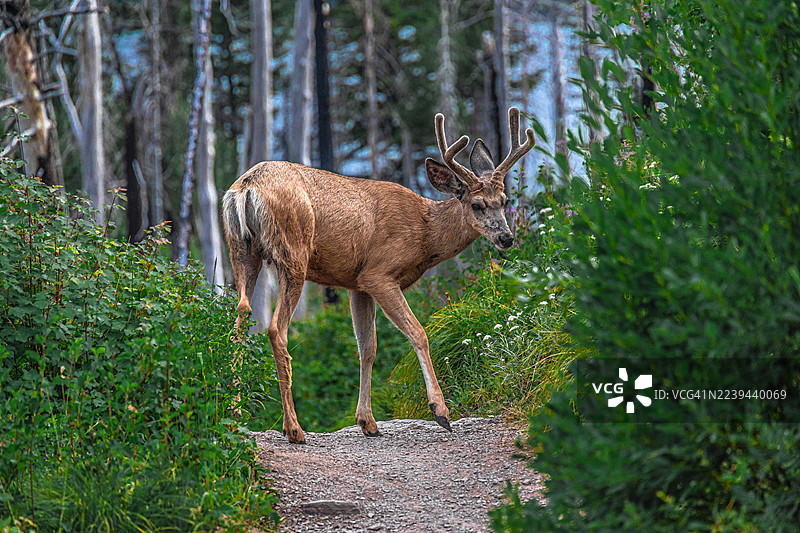小鹿在小路上图片素材