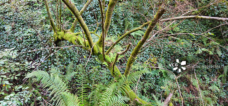 PR-G 172 徒步路线，“Ruta dos Muíños da Chanca”图片素材