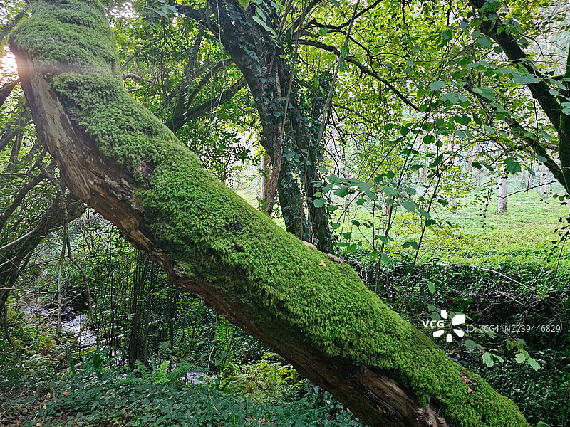 PR-G 172 徒步路线，“Ruta dos Muíños da Chanca”图片素材