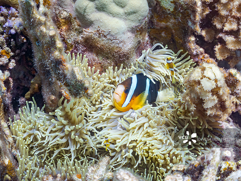 黄尾小丑鱼，克氏海葵鱼，克氏海葵鱼，三斑豆娘鱼，三斑豆娘鱼。一群热带鱼。美丽的珊瑚礁和游泳的人。安室岛，座间味岛，庆良间群岛，岛尻郡，冲绳图片素材