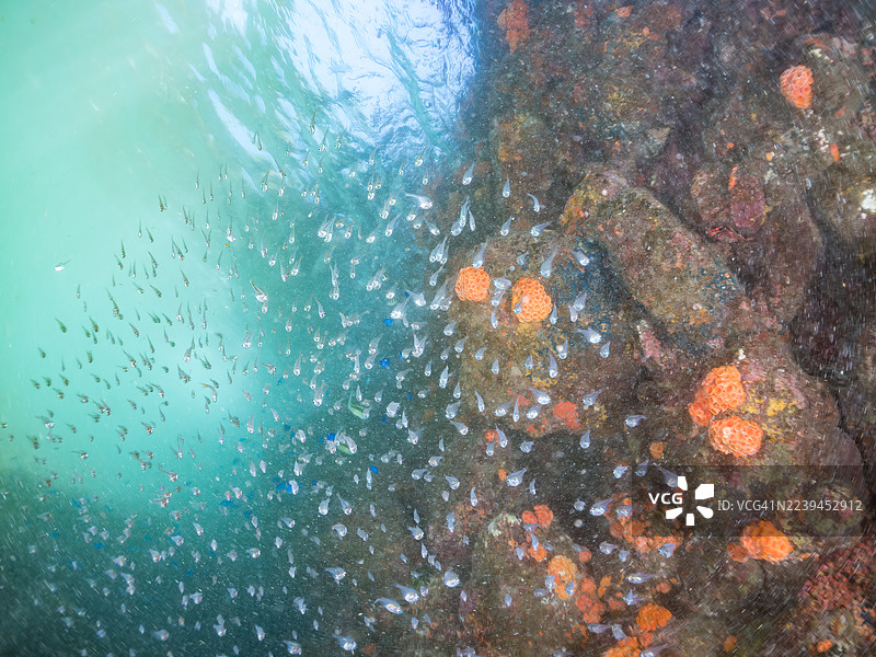 黑条扫帚鲷(Pempheris schwenkii),幼鱼;天宫雀鲷(Pomacentrus coelestis);橙杯珊瑚;海绵等。鱼群。日本静冈县伊豆半岛南伊豆町中木港平藏海滩 - 2025图片素材