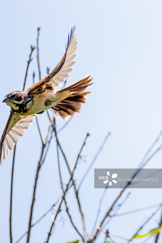 栗耳鹀，灰头鹀，Emberiza fucata。野鸟。观鸟，日本陆上自卫队北富士演习场，山梨县富士吉田市，日本 - 2025年6月7日。图片素材