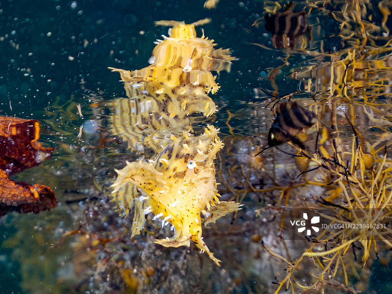 海藻鱼(Histrio histrio)幼鱼及其他鱼类集群。半水面摄影。拍摄于2025年7月21日,日本静冈县伊豆半岛南伊豆町中木港HIRIZO海滩。- 2025年7月21日。图片素材