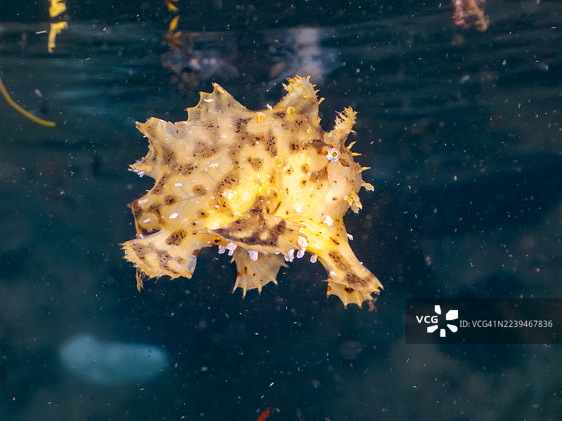 海藻鱼(Histrio histrio)幼鱼,以及其他鱼群。半水面摄影。日本静冈县伊豆半岛南伊豆町仲木港 Hirizo 海滩 - 2025 年 7 月 21 日。图片素材