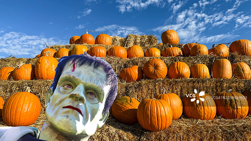 南瓜地里的弗兰肯斯坦图片素材