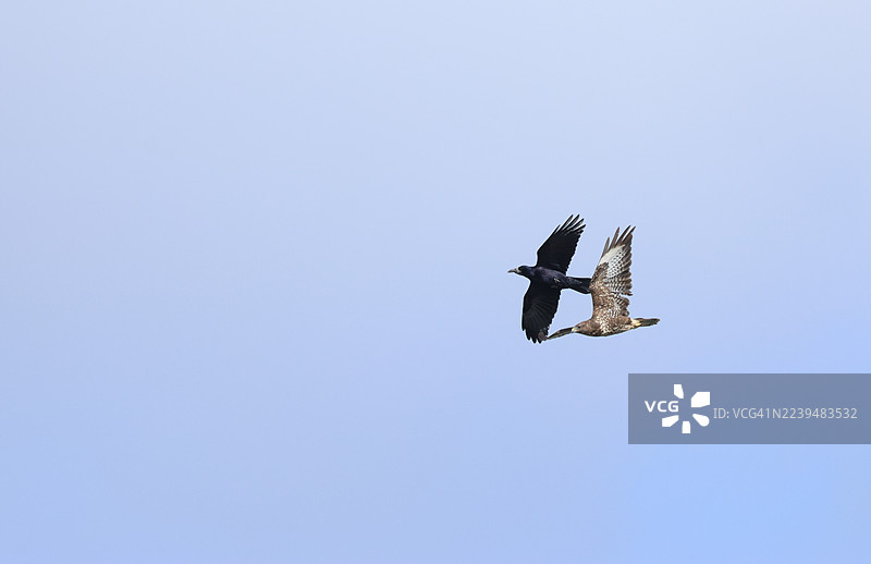 一只达乌里寒鸦（Corvus frugilegus）和一只普通鵟（Buteo buteo）在天空中飞翔。图片素材