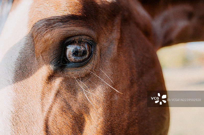 马眼特写图片素材