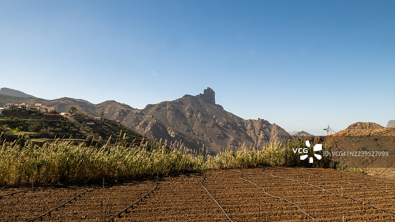 格拉纳加纳利岛农田里的滴灌系统，背景是本泰加山（Roque Bentayga）图片素材
