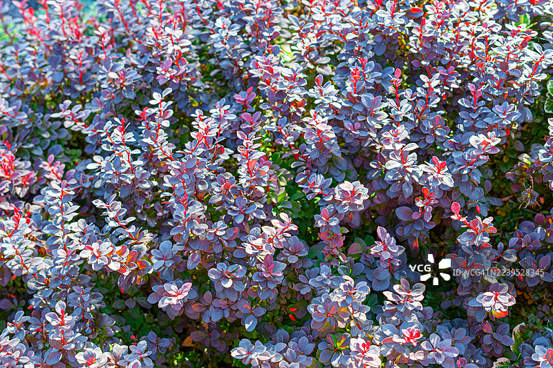 红叶植物植物园图片素材