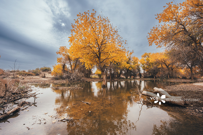 额济纳胡杨林秋景，位于中国内蒙古额济纳图片素材