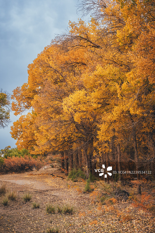 额济纳胡杨林金秋，内蒙古额济纳，中国图片素材