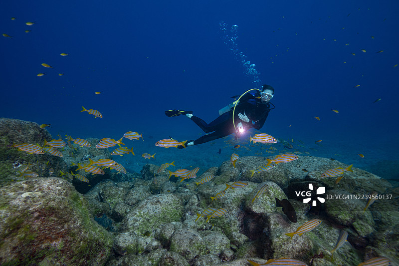 巴西费尔南多·迪诺罗尼亚群岛的海洋生物和潜水员图片素材