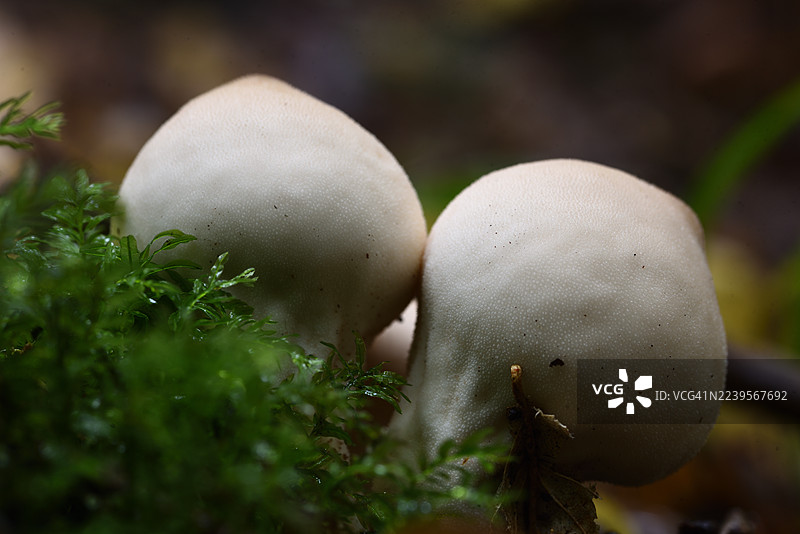 离戳菌图片素材