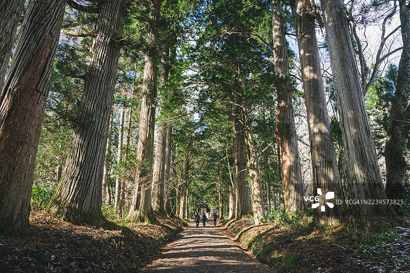 通往户隐神社的雪松林荫道图片素材