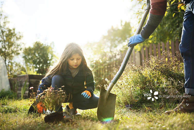 小女孩和她的父亲在花园里种花图片素材