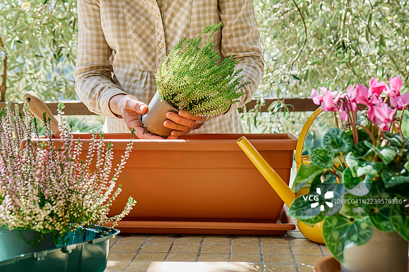 女人在花园的桌子上，将石楠花（Calluna vulgaris，普通石楠，简称石楠或欧石楠）种入花盆。图片素材