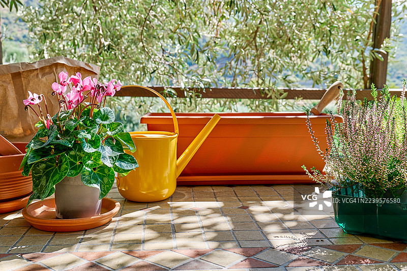 在花园的盆里种植五颜六色的季节性秋花石楠花（Calluna vulgaris），也称欧石楠、普通石楠或帚石楠（Erica）。图片素材