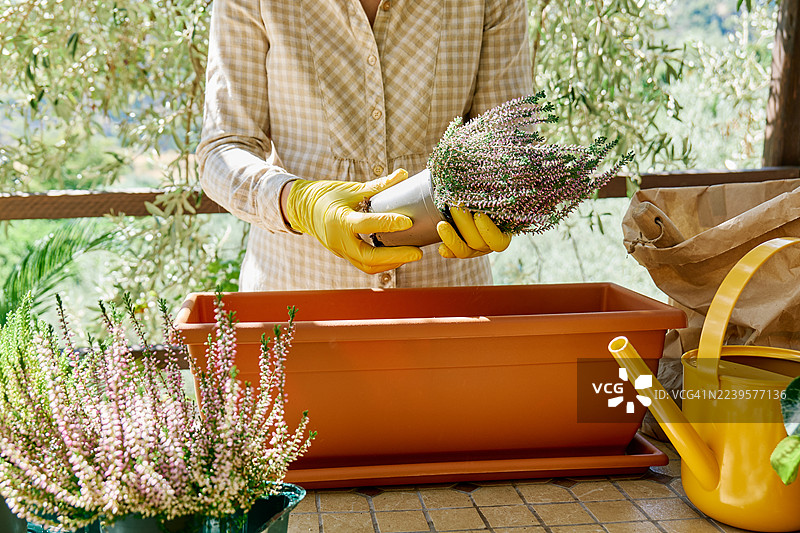 女人在花园的桌子上，把石南花（Calluna vulgaris，普通石南，或Erica）种在花盆里。图片素材