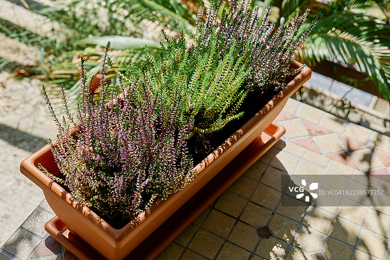 在花园里将色彩缤纷的季节性秋季石楠花（Calluna vulgaris）种入花盆中。图片素材