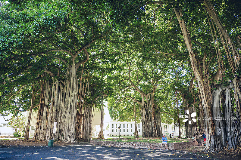 檀香山榕树图片素材