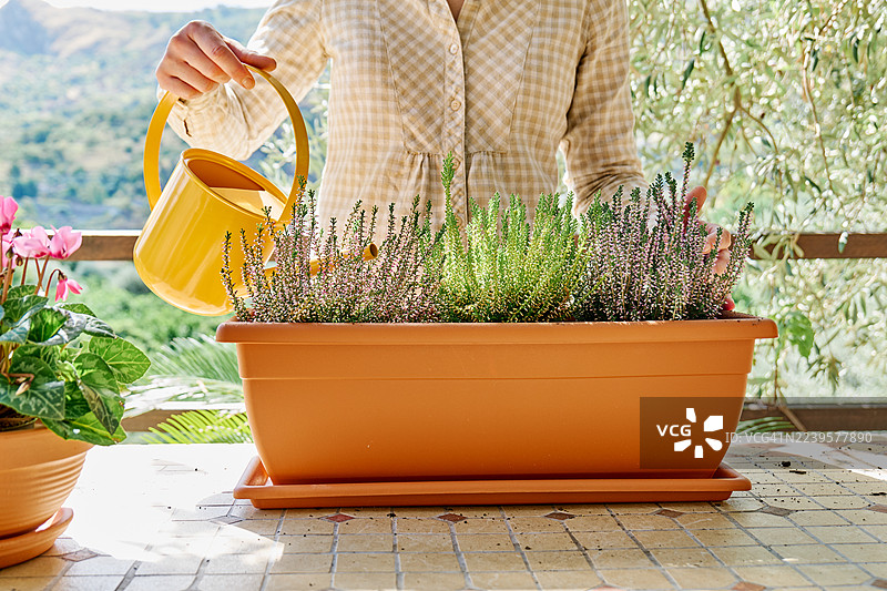 女子在花园的桌子上，将石楠花（Calluna vulgaris，也称普通石楠或欧石楠）种入花盆。图片素材