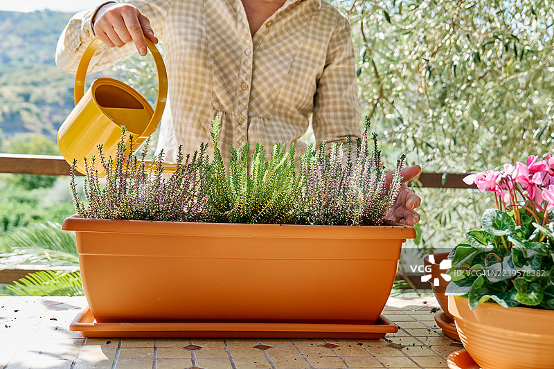 女人在花园的桌子上将石楠花（Calluna vulgaris，普通石楠，简称石楠或欧石楠）种入花盆。图片素材
