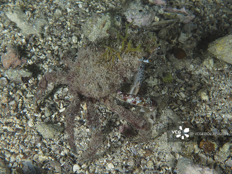 小型地中海蜘蛛蟹（Maja crispata），身披海藻，巧妙地伪装在布满石头的沙质海底。拍摄地点：斯托亚，普拉，克罗地亚，地中海，自家礁石。图片素材