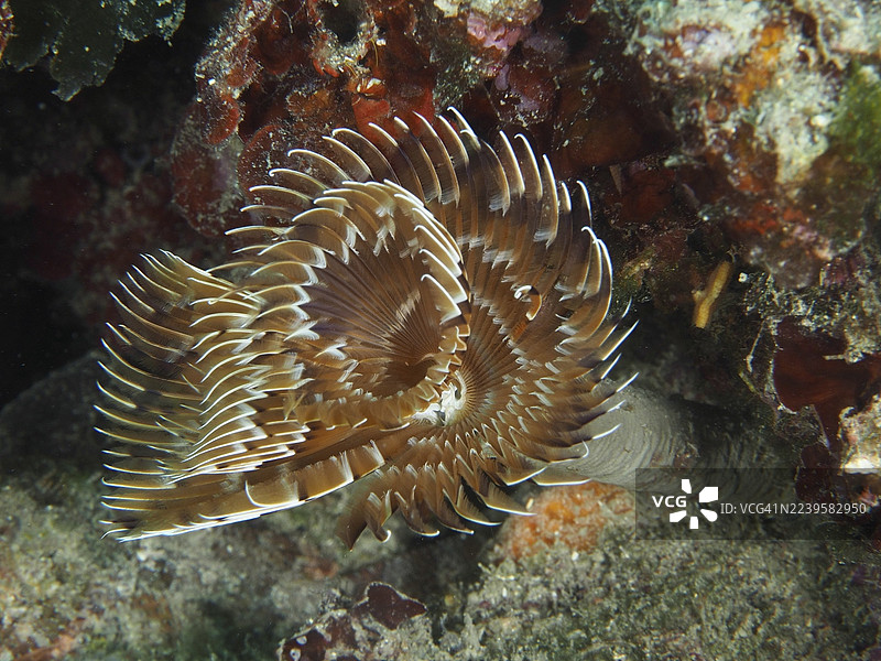 一只棕白相间的管虫(Sabella spallanzanii)在礁石上伸展触手。潜水点:穆齐尔,斯托亚,普拉,克罗地亚,地中海图片素材