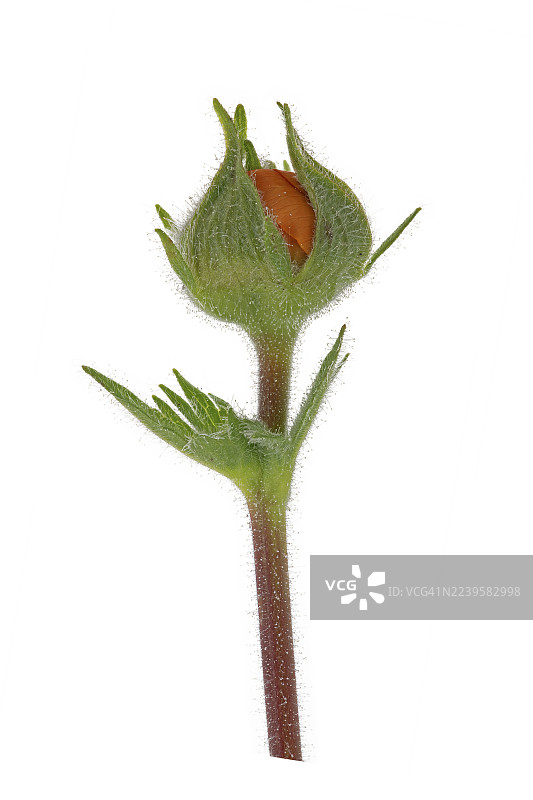 康乃馨（Geum chiloense），花蕾，德国图片素材