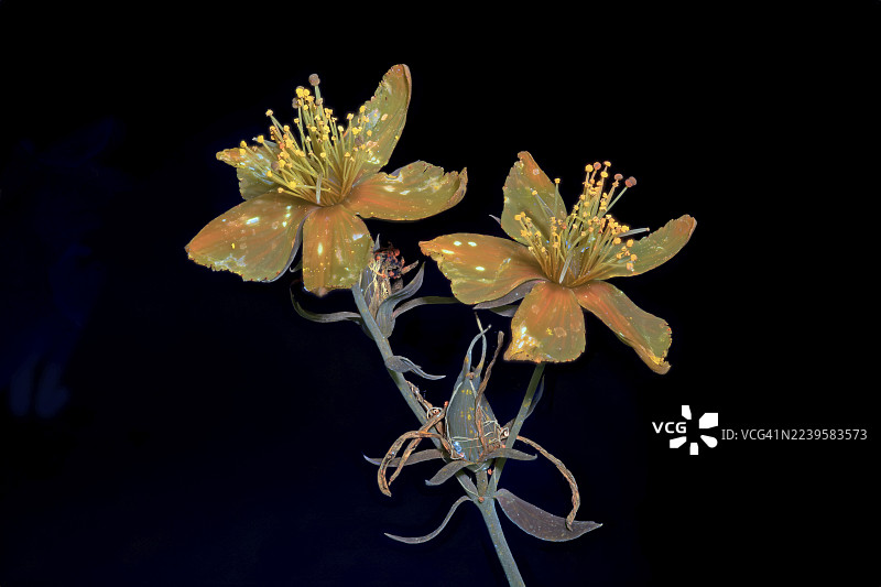 德国的圣约翰草（贯叶连翘），植物，花朵，紫外线。图片素材