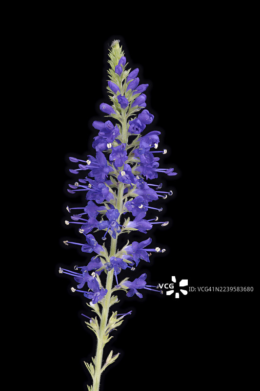德国 穗花婆婆纳 (Veronica spicata) 花朵图片素材