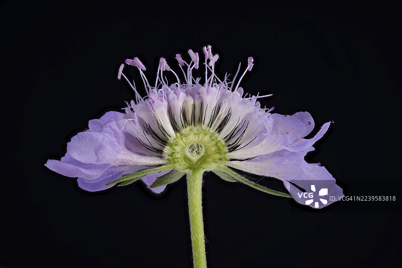 欧洲榍（Scabiosa columbaria），花朵剖面，德国图片素材