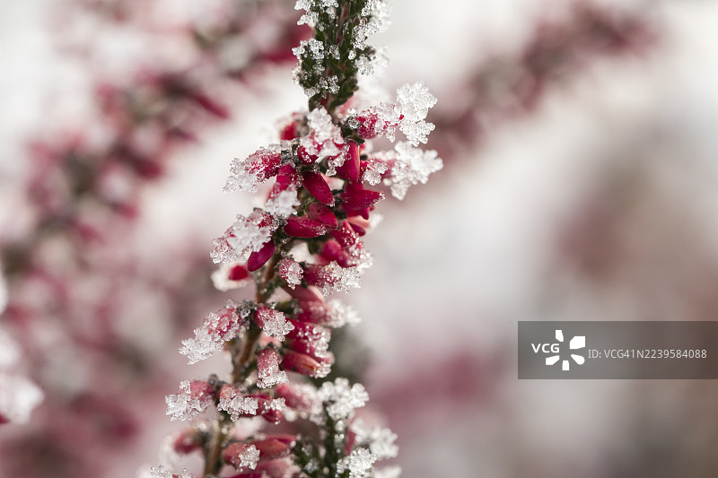 冬日阳光下，德国巴伐利亚的冬季开花石楠（Erica carnea）枝条上的霜花结晶图片素材