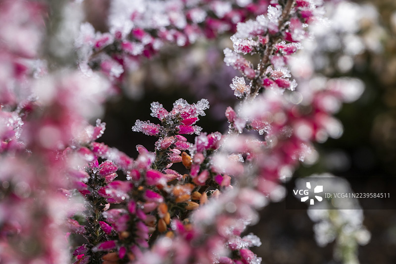 冬日阳光下，巴伐利亚，德国，冬季开花的欧石楠（Erica carnea）枝条上的霜花冰晶图片素材