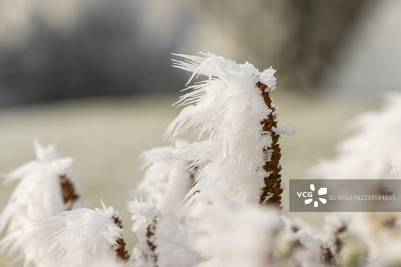 冬日暖阳下，德国巴伐利亚冬季开花的欧石楠（Erica carnea）枝条上的冰晶与雾凇特写。图片素材