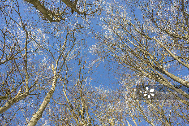 冬季,斯洛伐克霍尔纳波鲁巴瓦佩奇的欧洲山毛榉(Fagus sylvatica)森林,树枝上覆盖着白霜。图片素材