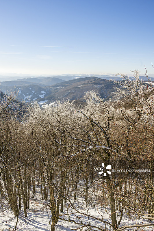 冬季,欧洲山毛榉(Fagus sylvatica)树在森林中,树枝上覆盖着白霜,地点为斯洛伐克霍尔纳波鲁巴的瓦佩奇。图片素材