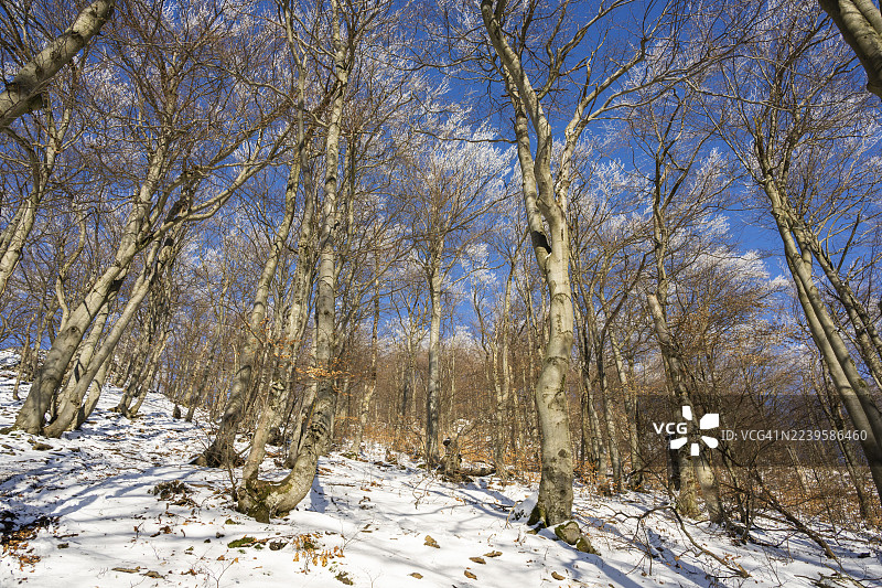 冬季,斯洛伐克霍尔纳波鲁巴瓦佩奇的欧洲山毛榉(Fagus sylvatica)树在森林中,树枝上覆盖着白霜。图片素材