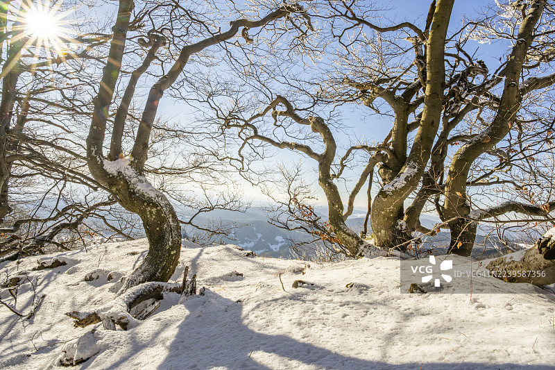 冬季,斯洛伐克霍尔纳波鲁巴瓦佩奇的欧洲山毛榉(Fagus sylvatica)树的树枝上覆盖着白霜图片素材