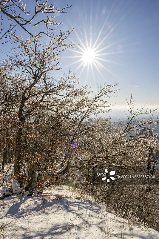 冬季,斯洛伐克霍尔纳波鲁巴瓦佩奇的欧洲山毛榉(Fagus sylvatica)树在森林中,树枝上覆盖着白霜。图片素材