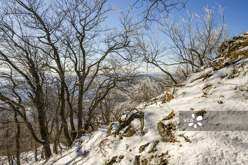 冬季,斯洛伐克霍尔纳波鲁巴的瓦佩奇,欧洲山毛榉(Fagus sylvatica)树在森林中,树枝上覆盖着白霜。图片素材